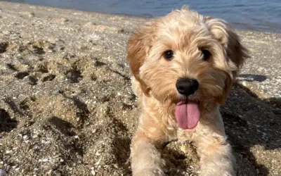 Examining Your Pet At Home