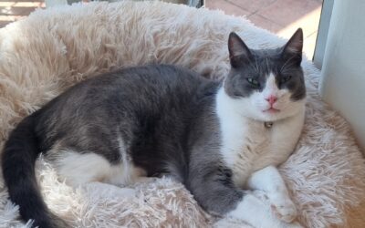 Urinary Issues In Cats