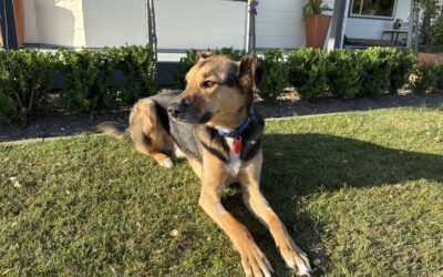 Seasonal Allergies In Pets