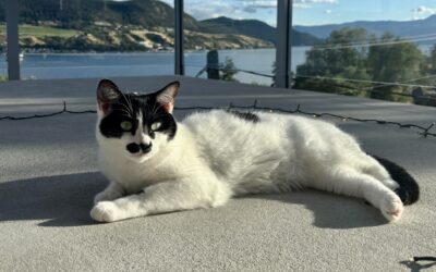 Too Hot to Handle – Heatstroke in Pets