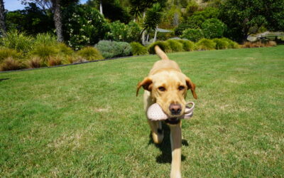 Safety With Online Veterinary Care