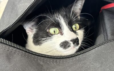 Vomiting In Pets – What Every Owner Should Know