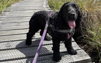 Fireworks, Thunder & Anxiety – Calming Your Pet