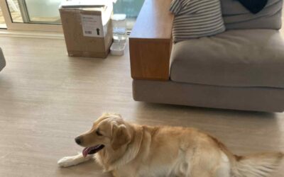 Achieving Weight Loss In Dogs